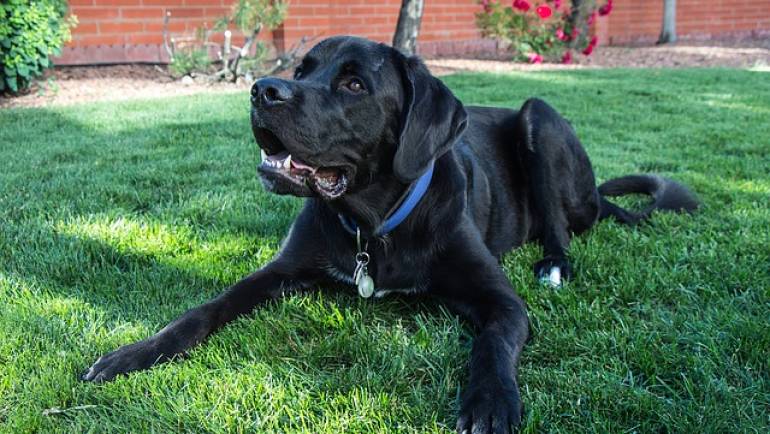 Top 5 Dog Behavior Myths