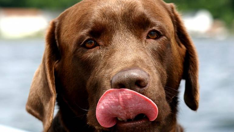 What To Do If The Dog Finds your Chocolate