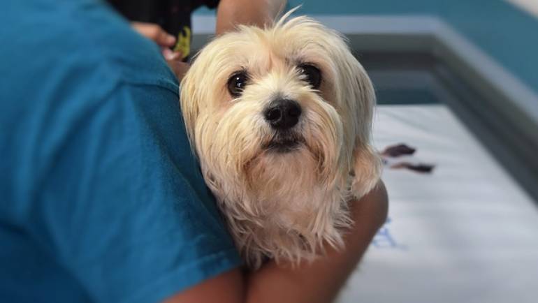 How to Make your Pet Love Vet Visits