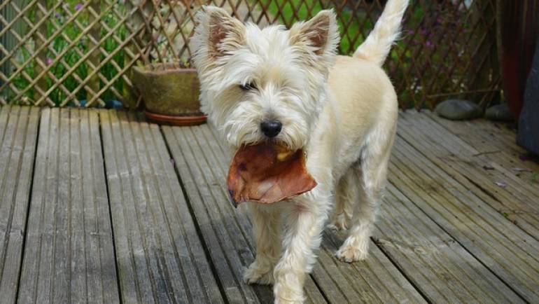 Foods to Avoid Feeding your Pet