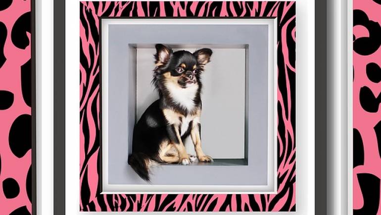 8 Tips for Taking the Perfect Photo of Pet